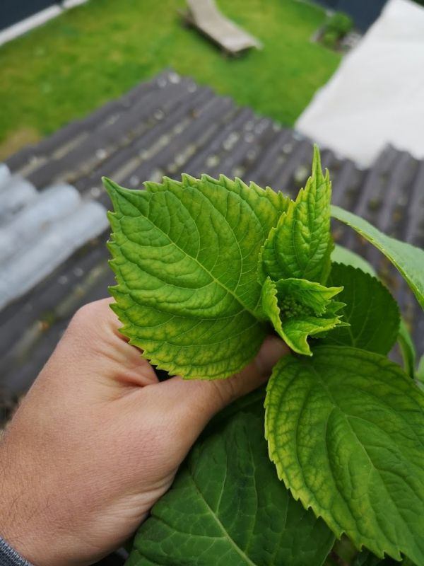 Hortensie Chlorose 3