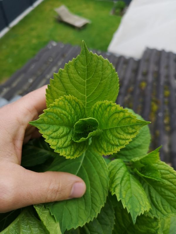 Hortensie Chlorose 4