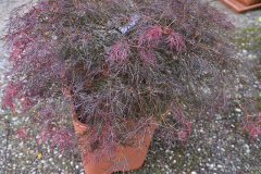 Schoppenwihr Acer