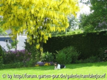 Tomy unterm Goldgregen