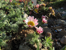 Anacyclus depressus 30. April2019