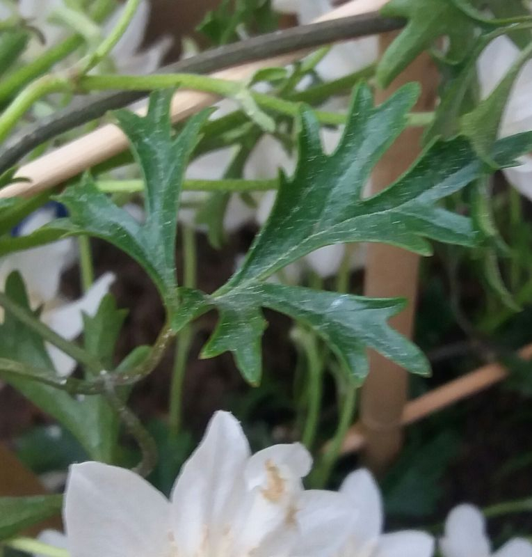 Clematis Blatt