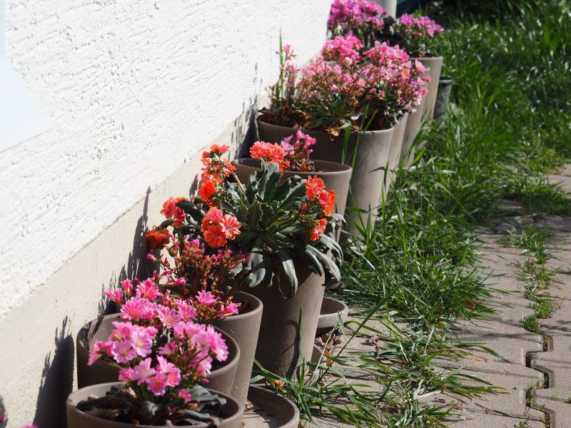 eine Reihe Lewisia