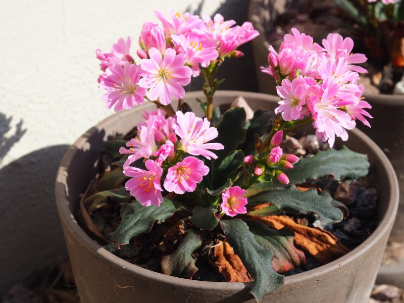 Lewisia 1