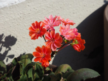 Lewisia 2
