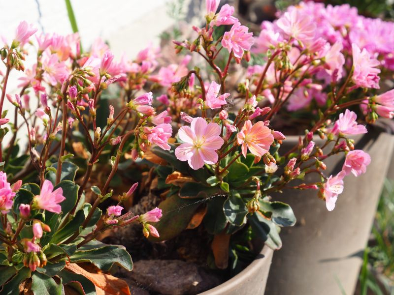 Lewisia 3