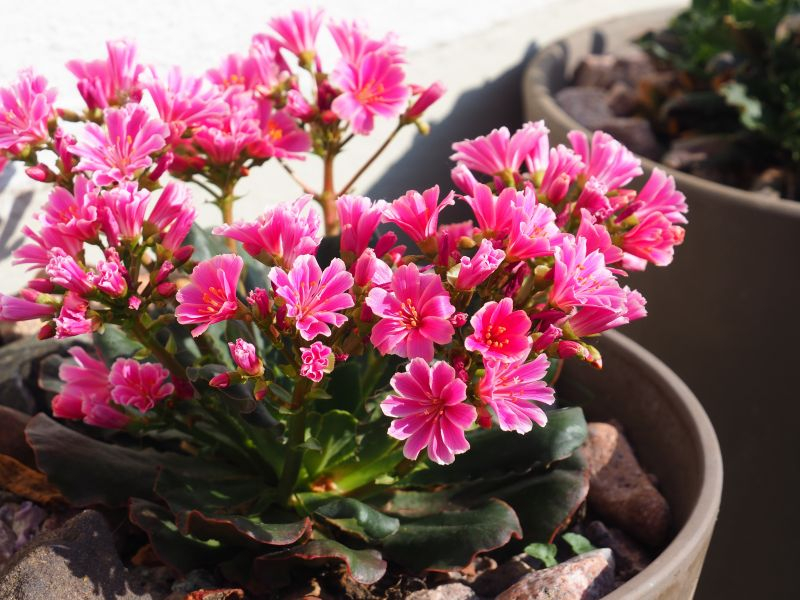 Lewisia 5