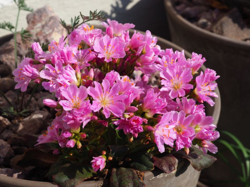 Lewisia 4