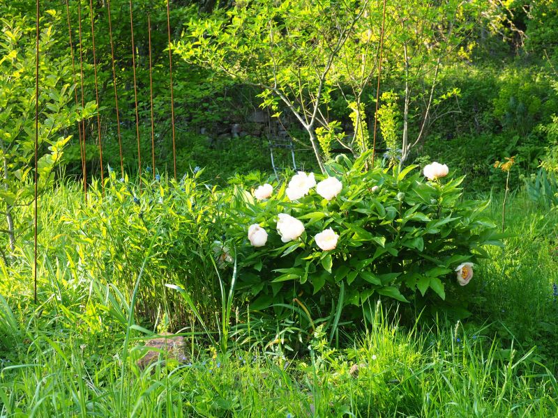 Paeonia Wittmanniana 'Mai Fleurie' 1