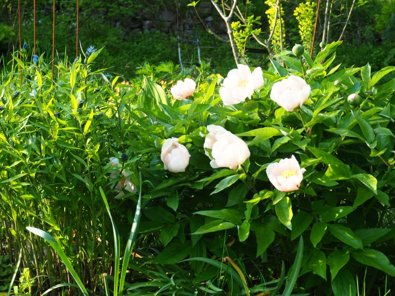 Paeonia Wittmanniana 'Mai Fleurie' 3