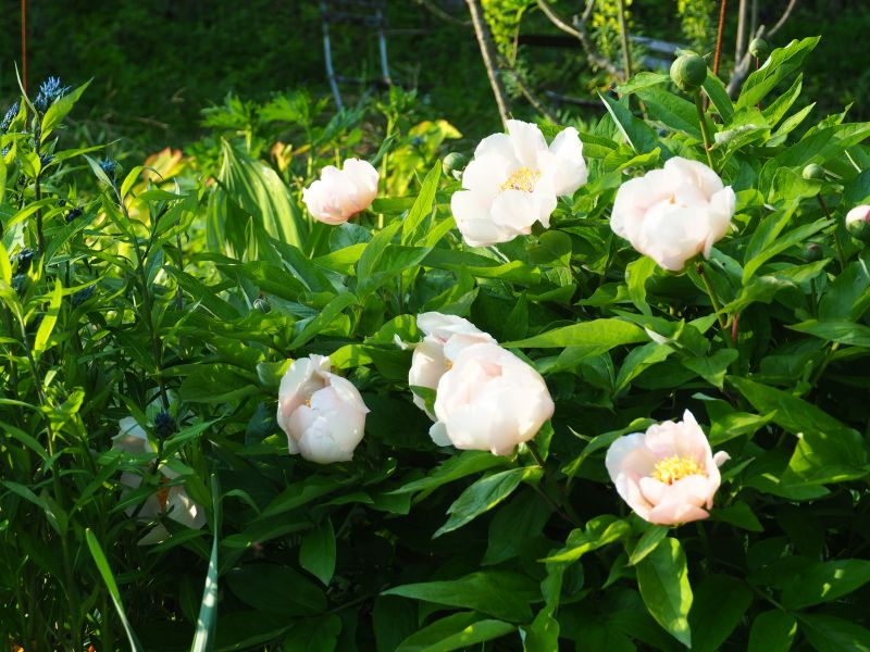 Paeonia Wittmanniana 'Mai Fleurie' 4