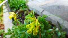 Gelbe Lerchensporn (Pseudofumaria lutea, Syn. Corydalis lutea)