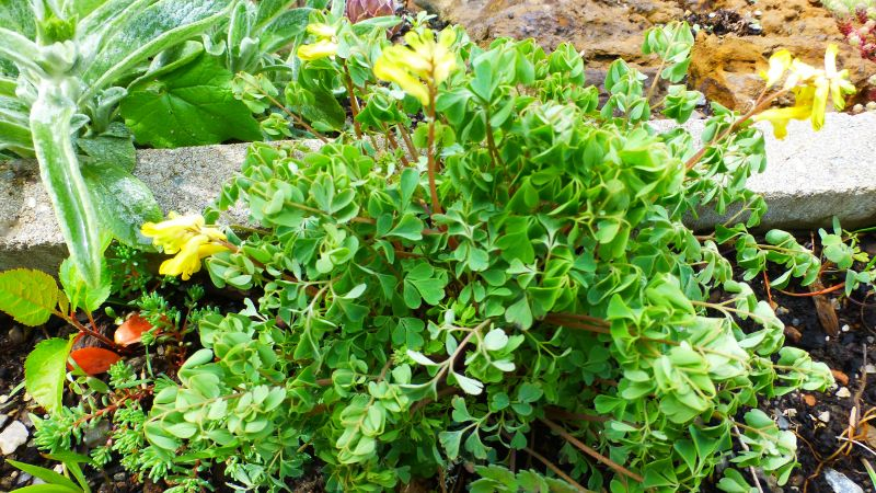 Gelbe Lerchensporn (Pseudofumaria lutea, Syn. Corydalis lutea)