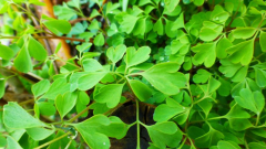 Gelbe Lerchensporn (Pseudofumaria lutea, Syn. Corydalis lutea)
