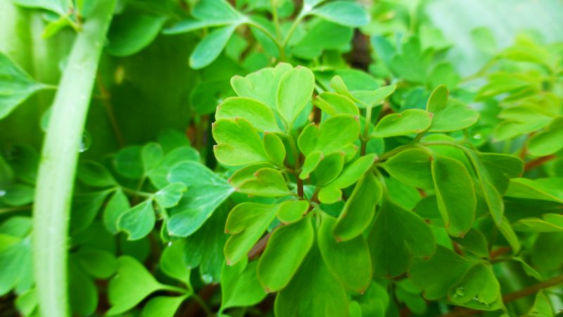 Gelbe Lerchensporn (Pseudofumaria lutea, Syn. Corydalis lutea)