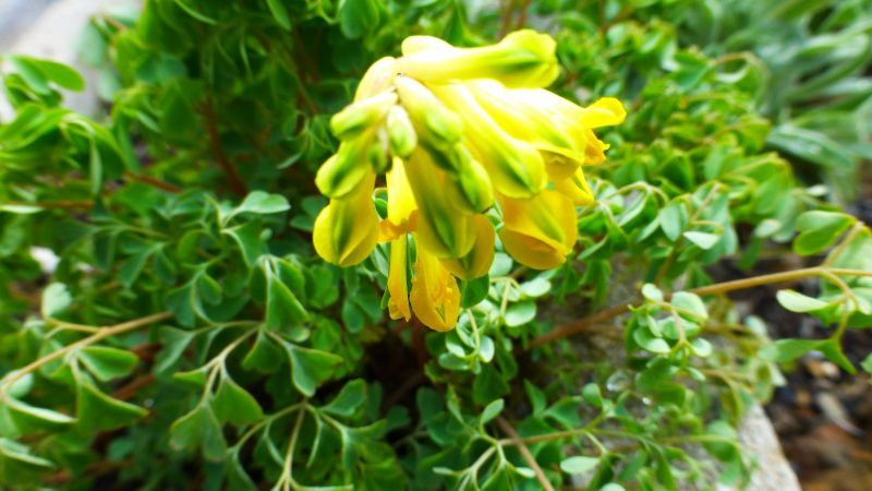 Gelbe Lerchensporn (Pseudofumaria lutea, Syn. Corydalis lutea)