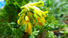 Gelbe Lerchensporn (Pseudofumaria lutea, Syn. Corydalis lutea)
