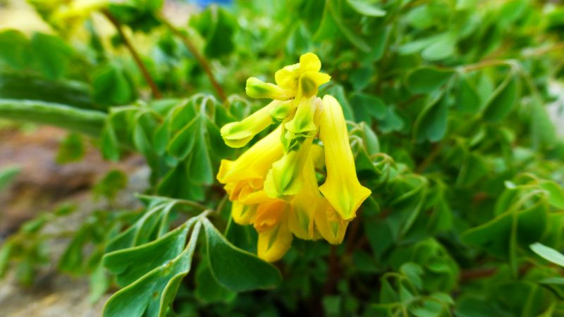 Gelbe Lerchensporn (Pseudofumaria lutea, Syn. Corydalis lutea)