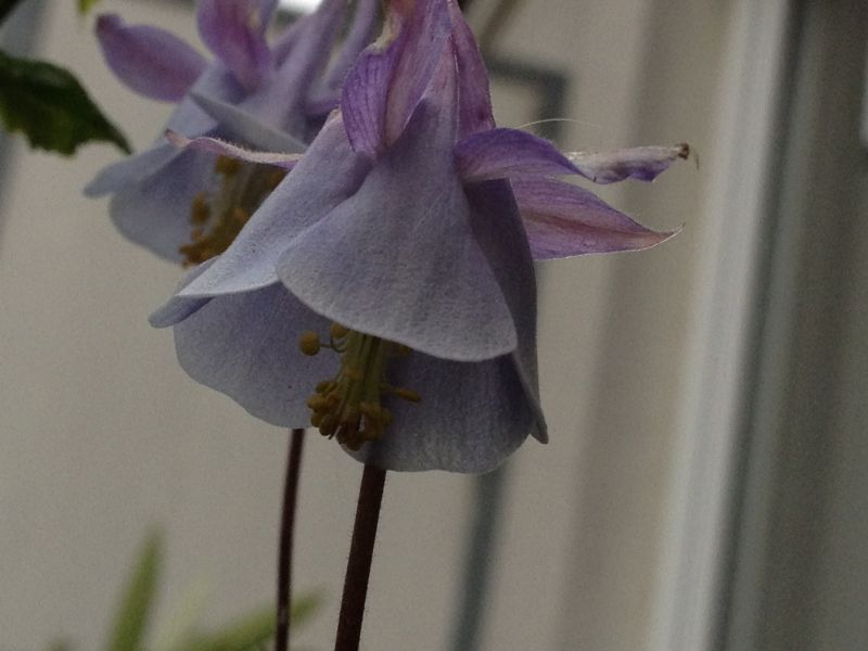 Aquilegia alpina