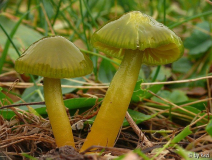 Papageigrüner Saftling (Hycrocybe psittacina)