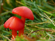 Kirschroter Saftling (Hygrocybe coccinea)
