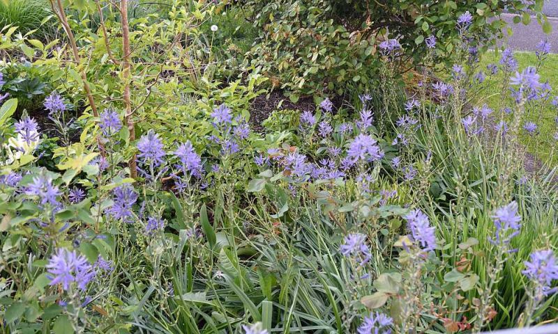2019-05 Camassia leichtlinii im Vorgarten