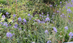 2019-05 Camassia leichtlinii im Vorgarten