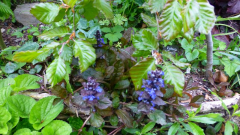 Ajuga reptans