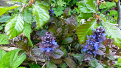 Ajuga reptans