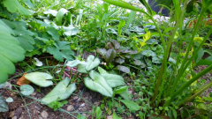 Ajuga reptans