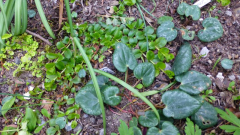 Pfennigkraut (Lysimachia nummularia)