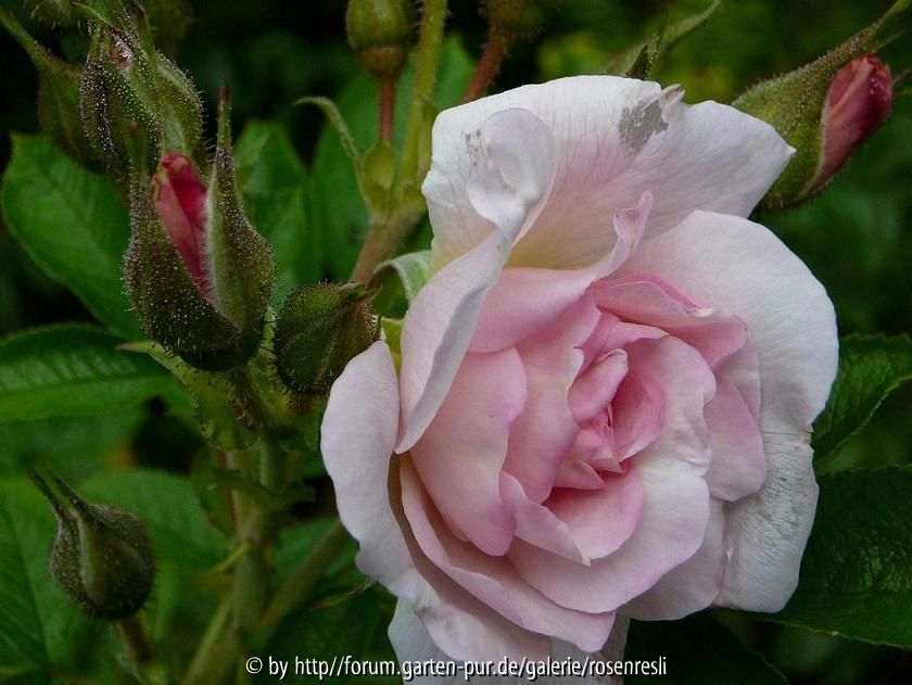 Lettische Rugosa-Hybride Guna