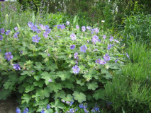 geranium renardii blau