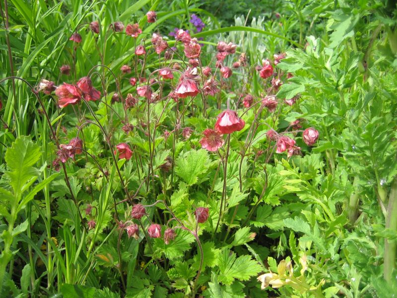 geum Renate Koch