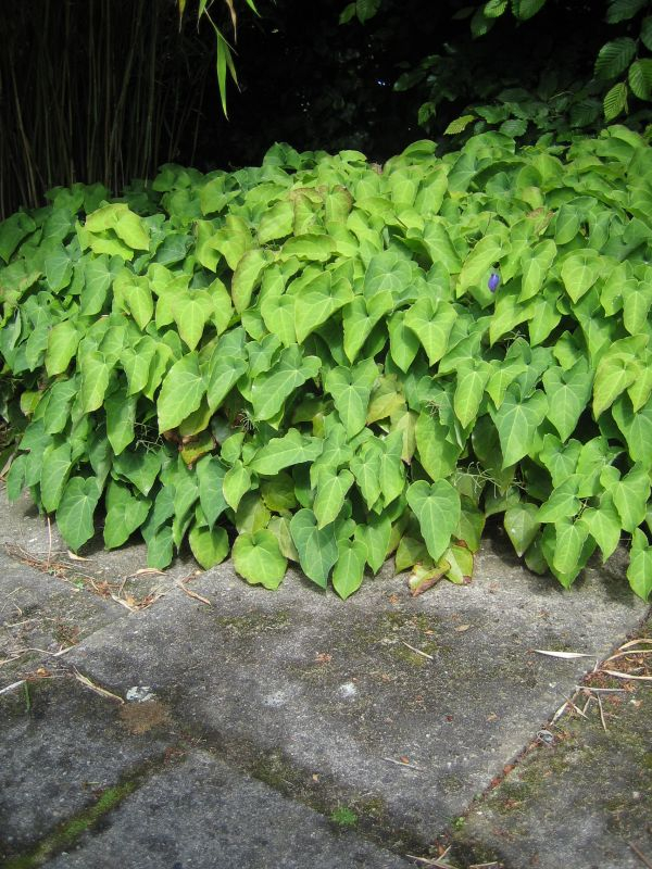 Epimedium gelb