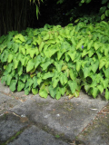 Epimedium gelb