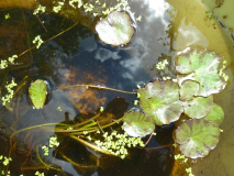 Teich1