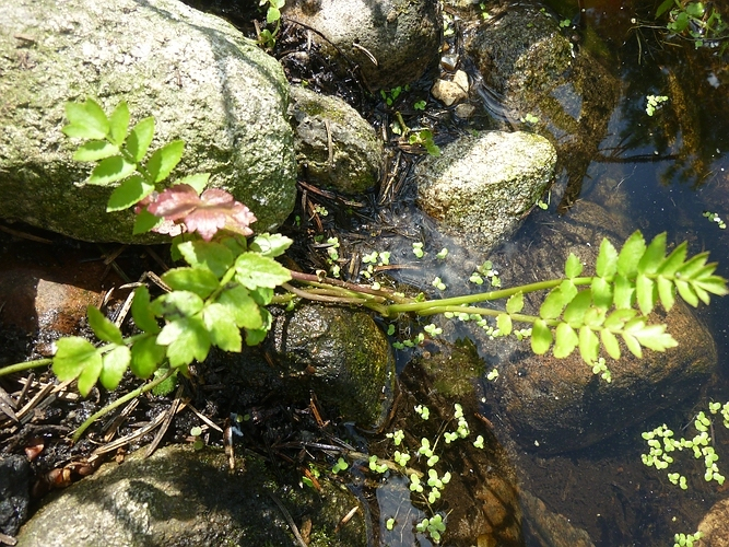 Teich2