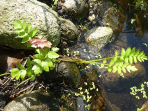 Teich2