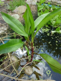 Teich3
