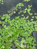 Teich5