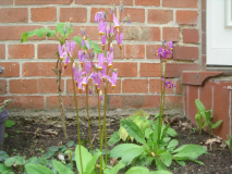 Dodecatheon meadia