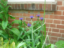 Centaurea montana