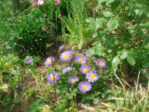 Aster alpinus