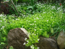 Galium odoratum