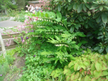 Polygonum multiflorum
