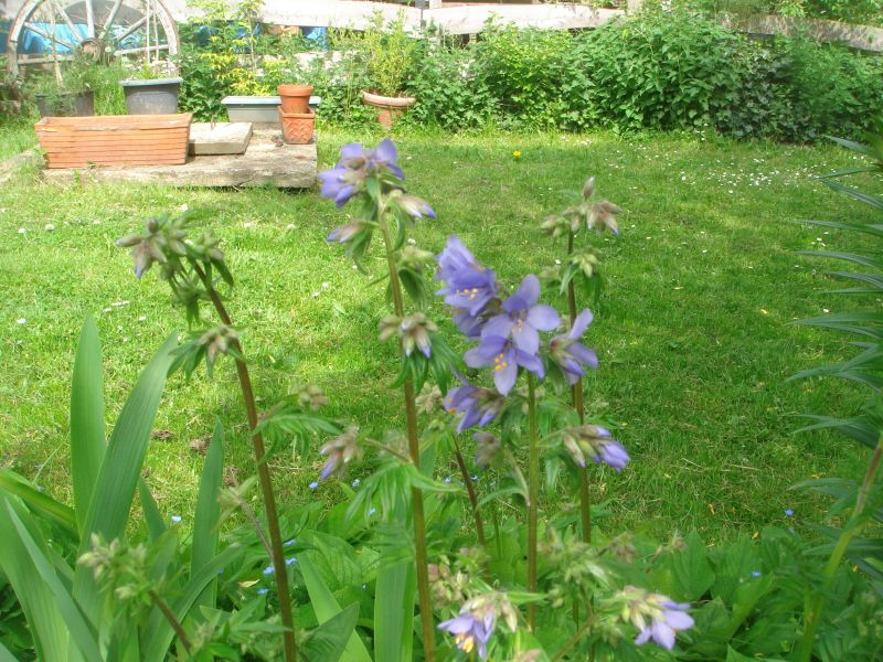 Polemonium caeruleum