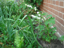 Dicentra spectabilis 'Alba'