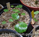 c_ persicum rhodos.jpg