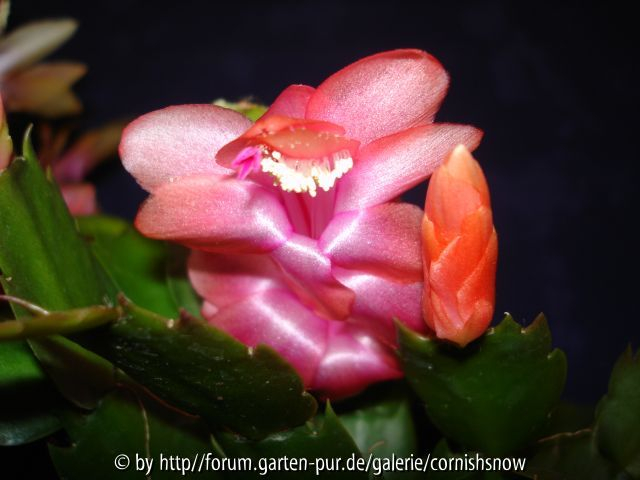 Schlumbergera - orange